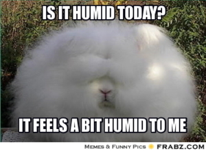 frabz-Is-it-humid-today-It-feels-a-bit-humid-to-me-2371b7